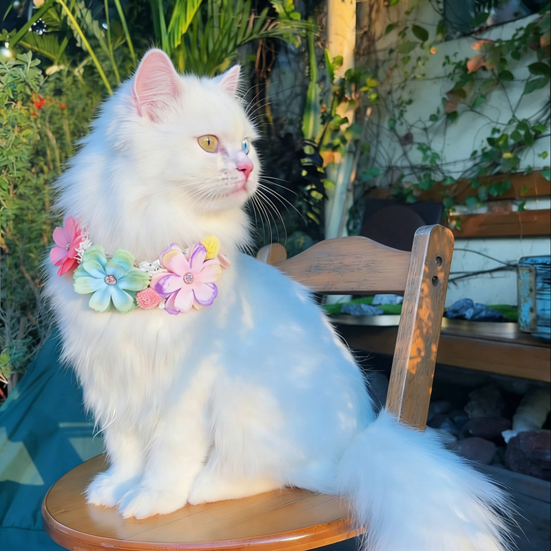 Gorgeous Colorful Flower Pet C - Photography Basic recension och pris