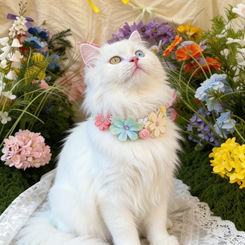Gorgeous Colorful Flower Pet C - Photography Basic recension och pris